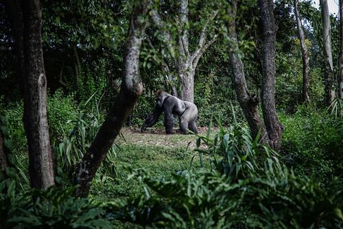 Gorilla Trekking in Rwanda: A Journey into the Wild