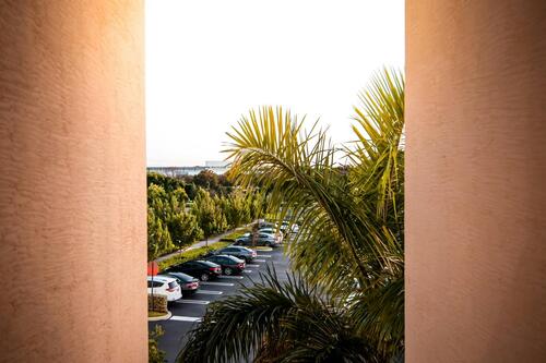 South Florida’s Palm Trees: An Iconic Landscape Feature